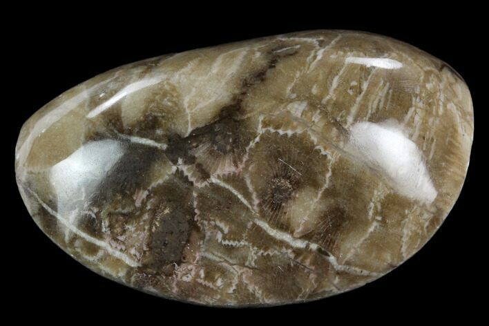 Polished Petoskey Stone (Fossil Coral) - Michigan #131062